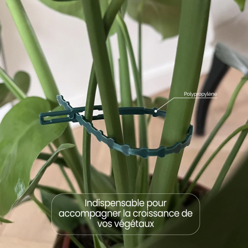 Lot de 200 attaches crantées pour plantes - 23 cm - Vert