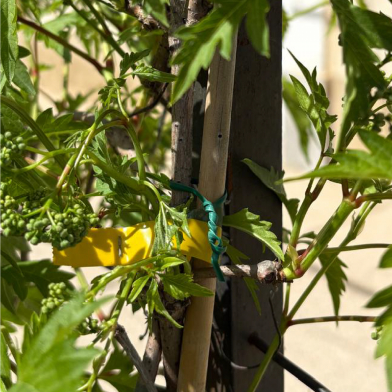 Lot de 200 attaches de torsion - Vert