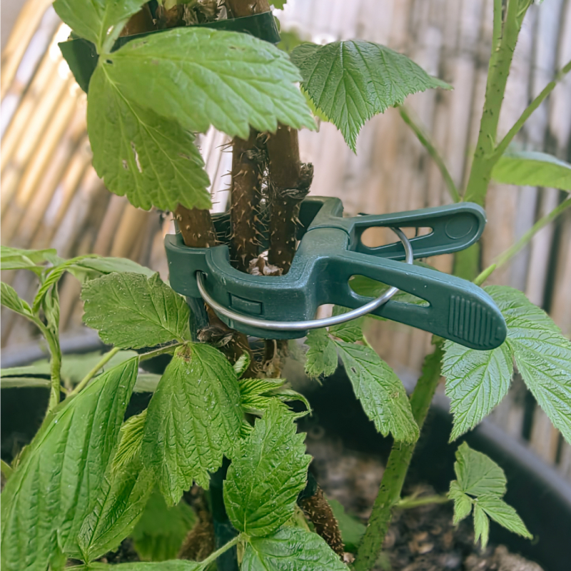 Lot de 60 clips d'attache pour plantes - Petite taille