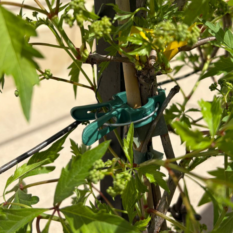 Lot de 60 clips d'attache pour plantes - Petite taille